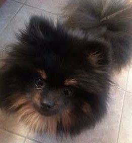 Pomeranian following owner